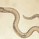 Illustration for article titled Find A Vein, You Nematode Sluts, Because Here Come 10 Mesofauna Taxa To Blow Your Shit To Nirvana
